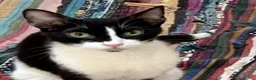 Mixed Breed cats for adoption: Beautiful Bhodi is longing for a perfect home - Advert 1