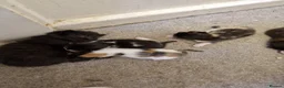 Mixed Breed cats for sale: 12 kittens  in Nottingham - Advert 7