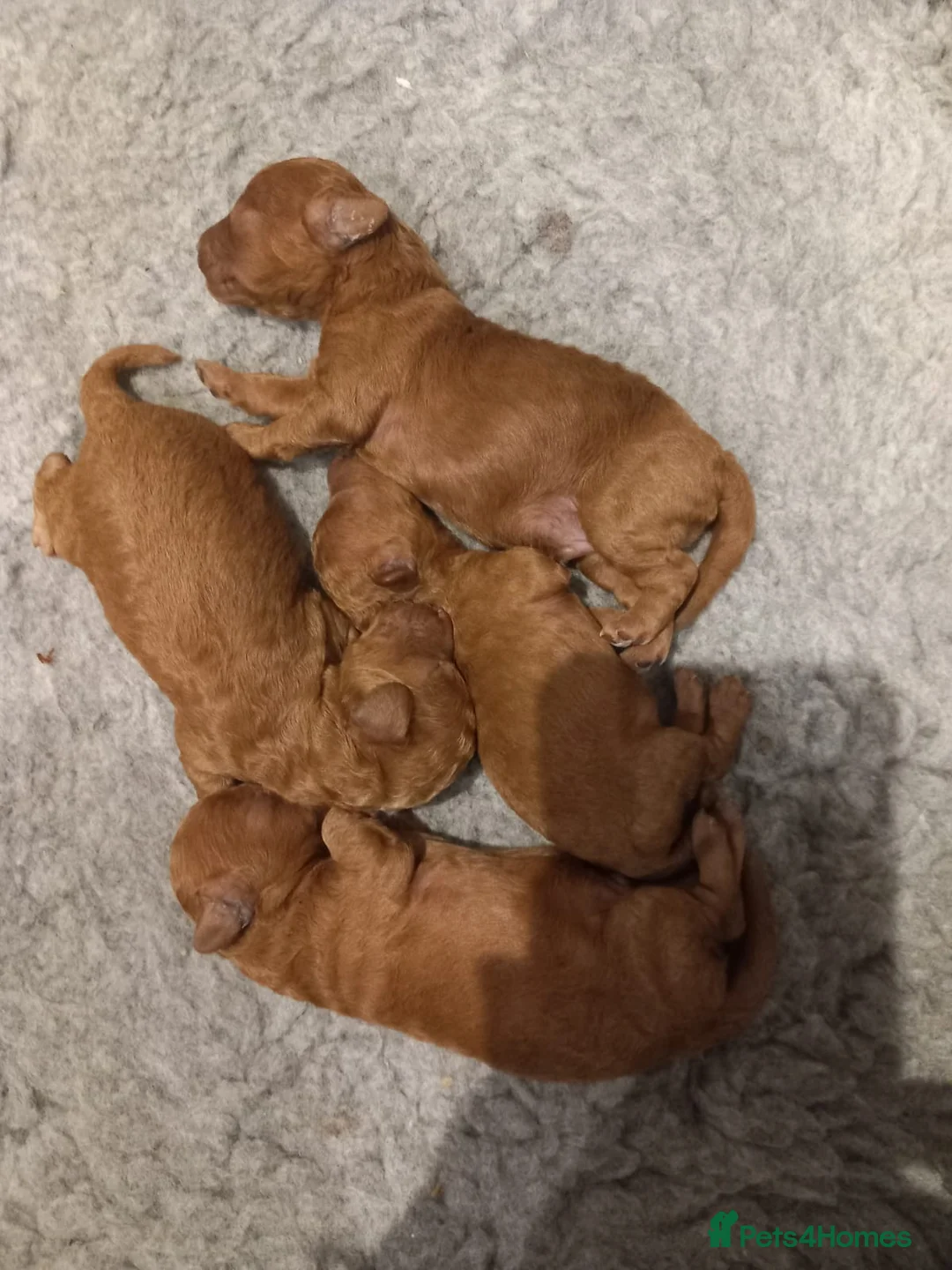 Toy Poodle dogs for stud: *KC Reg'd Toy Poodle Stud Dog*DNA Tested Clear* in Leyland - Advert 4