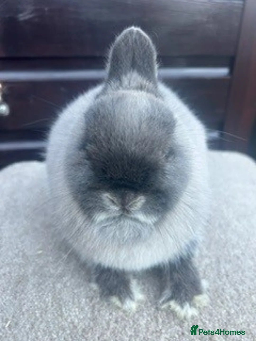Netherland Dwarf rabbits for sale: Netherland Dwarf Marten Smoke DOE - Advert 2