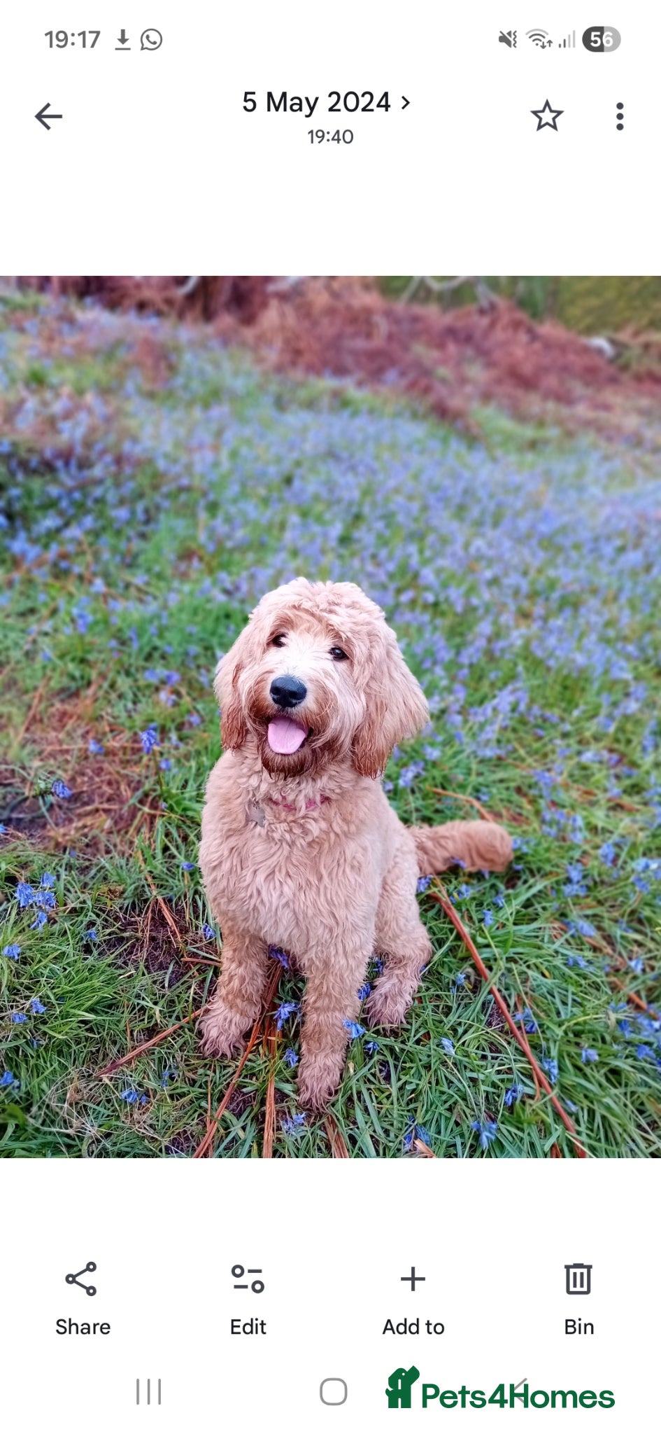Mixed Breed dogs 3 Gorgeous Aussidoodles wanting to be re-homed  - Advert 1