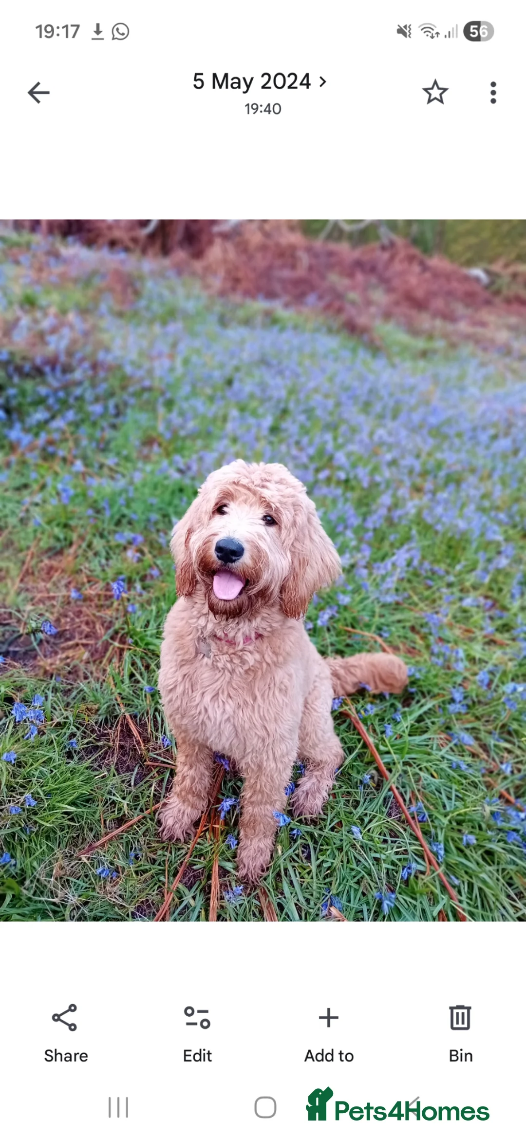 Mixed Breed dogs for sale: 3 Gorgeous Aussidoodles wanting to be re-homed  in Mountain Ash - Advert 1