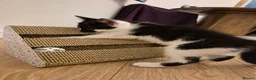 Mixed Breed cats for sale: Unique Black and White "Frosted" Bicolor kittens - Advert 14