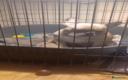 French Bulldog dogs for sale: Blue merle fawn genes - Image 7