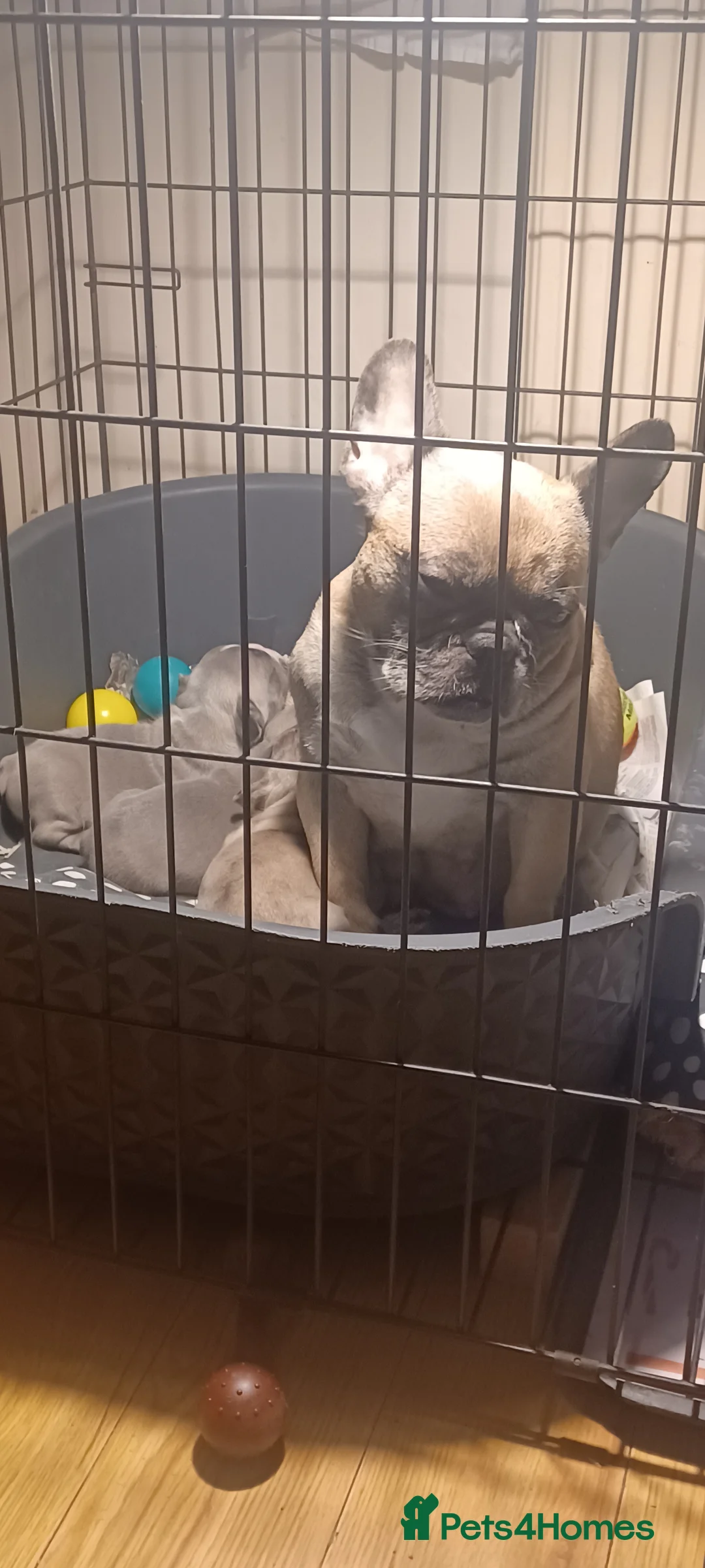French Bulldog dogs for sale: Blue merle fawn genes - Advert 6