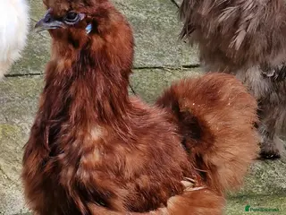 Chickens poultry Red Silkie Female - Advert 5