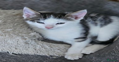 Mixed Breed cats - Advert 7