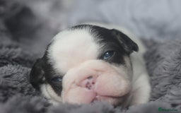 French Bulldog dogs for sale: Stunning French bulldog puppies  - Advert 11