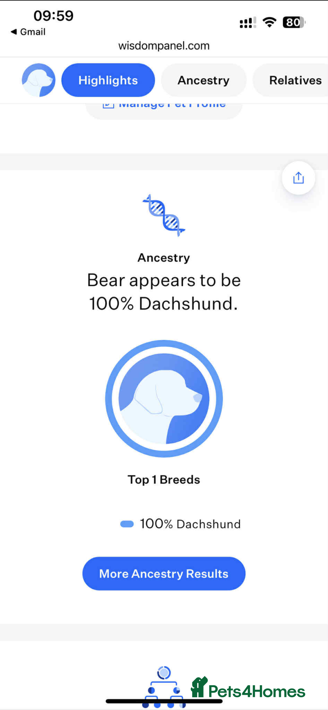 Miniature Dachshund dogs for stud: My Beautiful Bear up for stud! - Image 6
