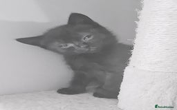 Brazilian Shorthair cats for sale: British shorthair Cross kittens - Image 3
