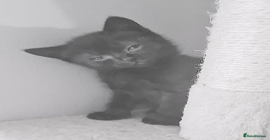 Brazilian Shorthair cats - Advert 10