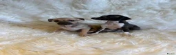 Italian Greyhound dogs for sale: ✨ KC Registered Italian Greyhound puppies ✨ - Advert 19