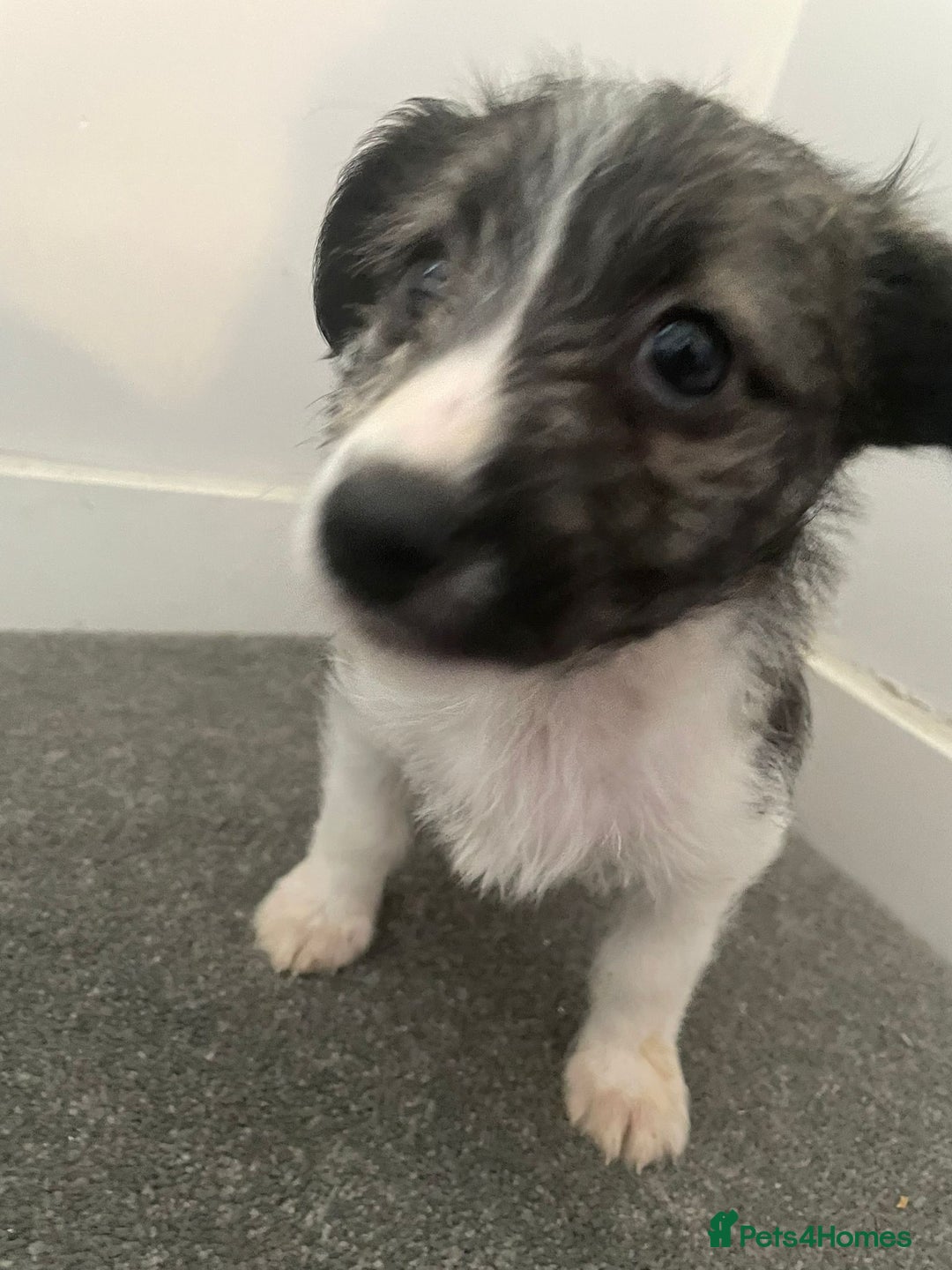 Mixed Breed dogs for sale: Italian Tzu puppies - Advert 9