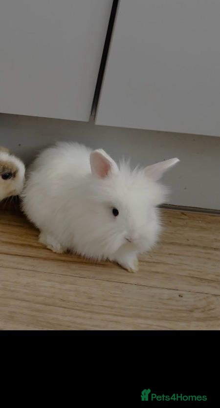 Mixed Breed rabbits  Blue-Eyed Purebred Angora Bunnies – 8 Weeks Old - Advert 1