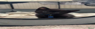 Domestic Shorthair 2