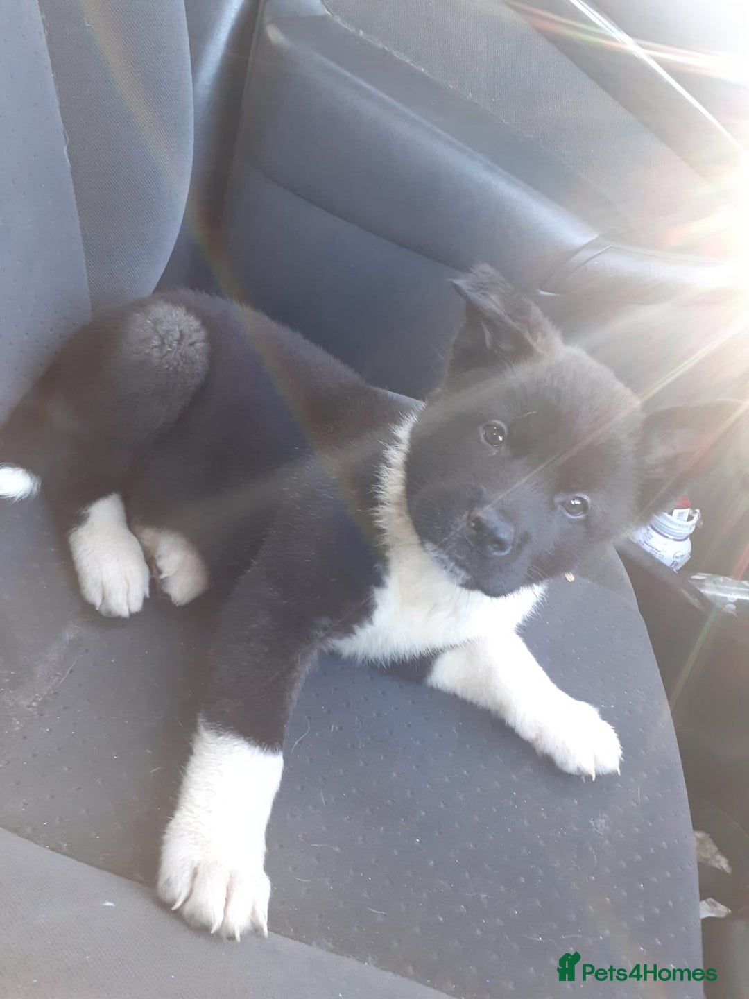 Akita dogs for sale: American akitas  - Advert 4