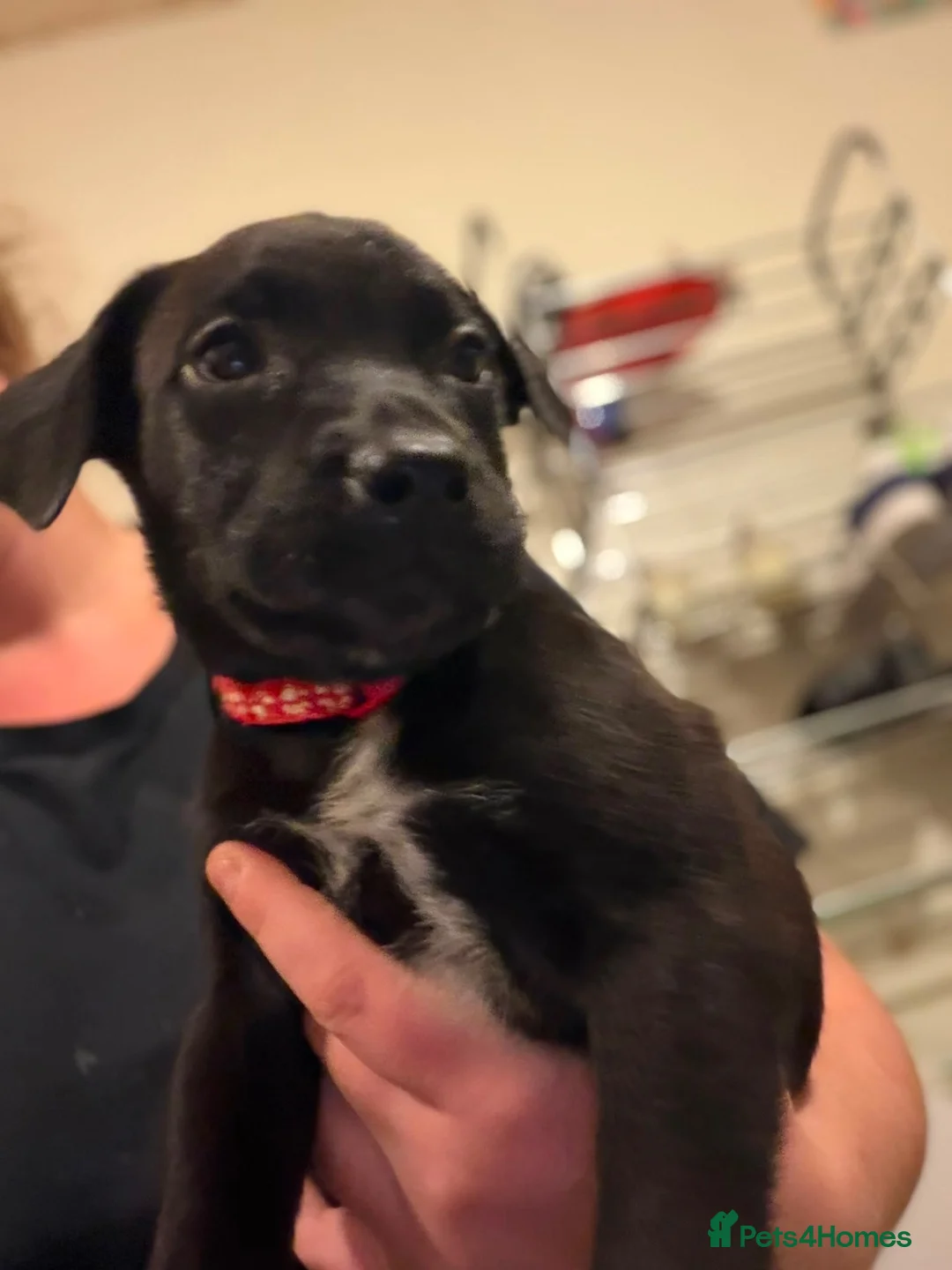 Mixed Breed dogs for sale: Cross puppies ready to leave from tomorrow!  - Advert 6