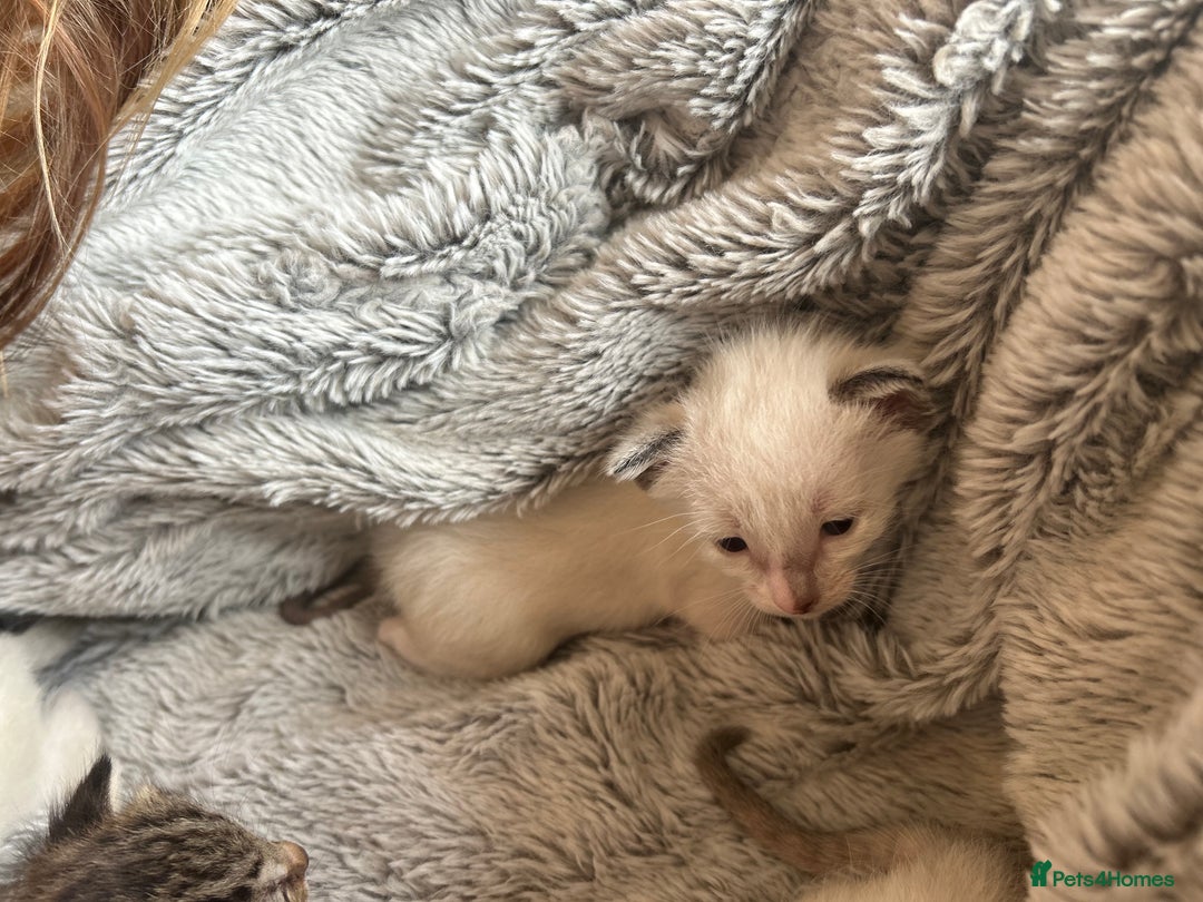 Siamese cats for sale: Siamese X Ragdoll kittens - Image 6