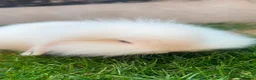 Mini Lion Lop rabbits for sale: lop x Lion head baby bunnies  - Advert 9