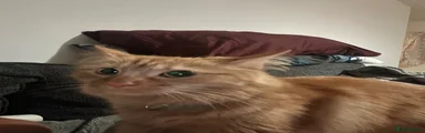 Mixed Breed 1
