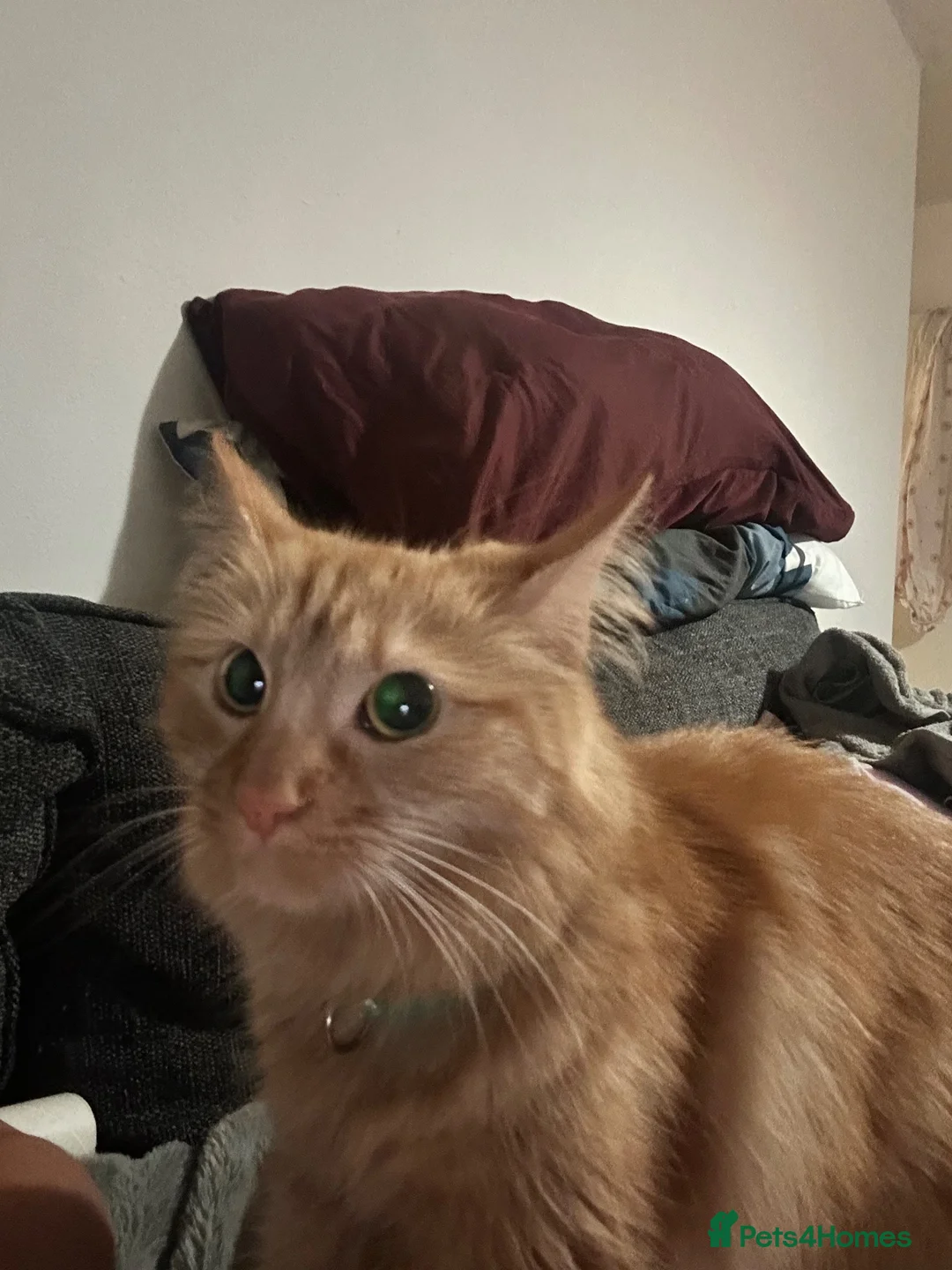 Mixed Breed cats for sale: Ginger long hair in Wisbech - Advert 2