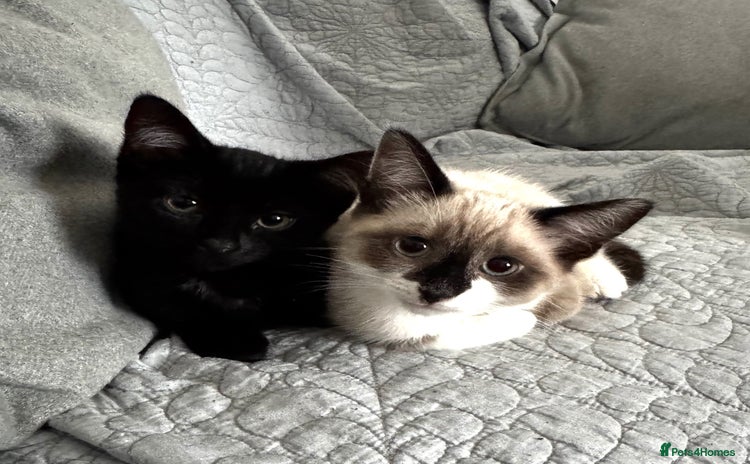 Mixed Breed cats - Advert 16