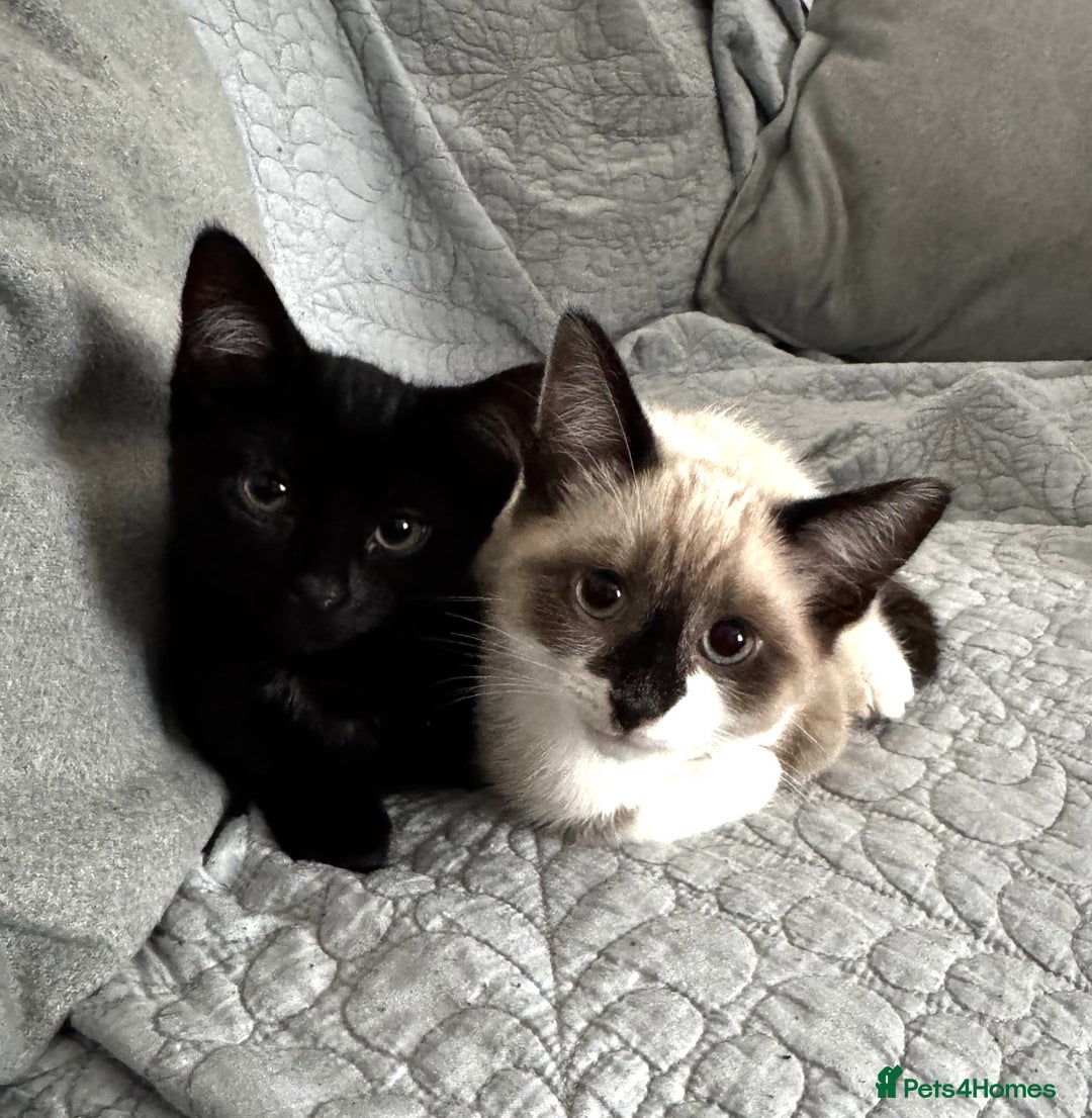Mixed Breed cats for sale: Ragdoll X & Black kittens for sale.  - Image 1