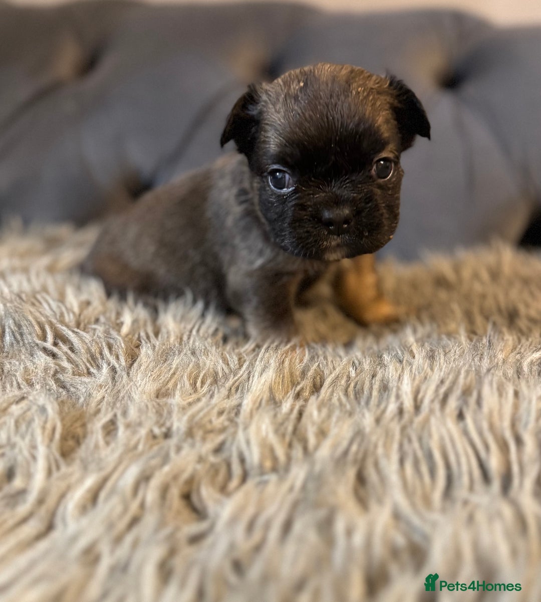 French Bulldog dogs for sale: 10 Full Fluffy French Bulldogs  - Advert 3