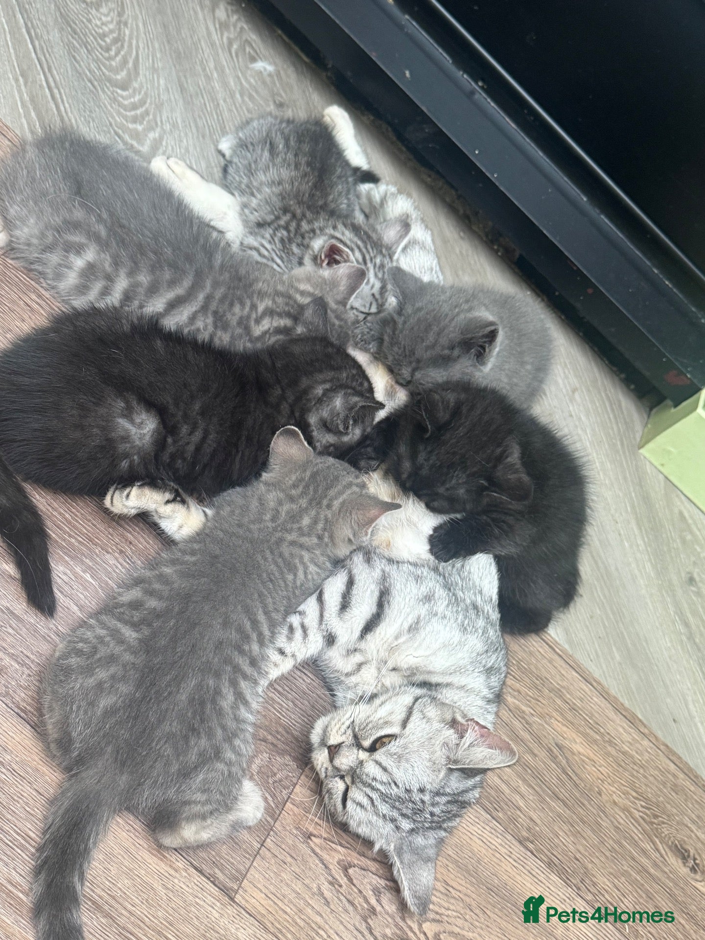 Scottish Fold cats Scottish striaghts registered  - Advert 2