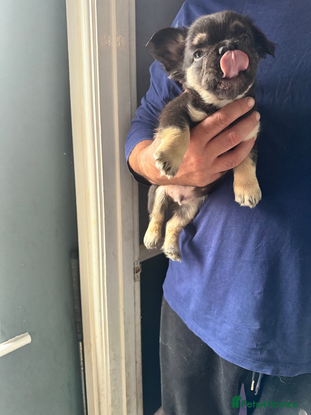 French Bulldog dogs for sale: Three beautiful French bulldogs  - Image 2