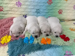 Golden Retriever dogs Beautiful KC reg DNA clear puppies available - Advert 8