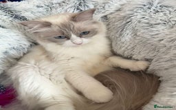 Ragdoll cats for sale: 4 Gorgeous Pure-Bred Ragdolls - Image 11