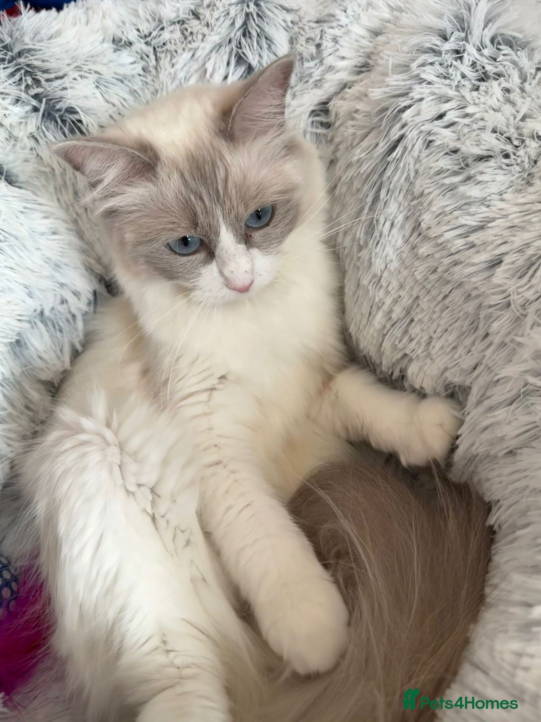 Ragdoll cats for sale: 4 Gorgeous Pure-Bred Ragdolls - Image 11