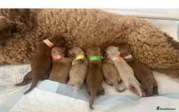 Cavapoo dogs for sale: Stunning, F1 Cavapoo fully health tested parents  - Image 28