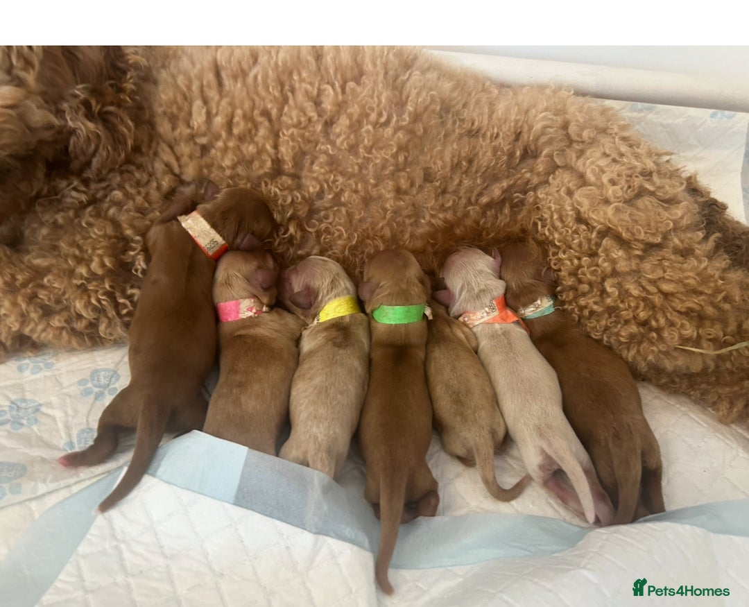 Cavapoo dogs for sale: Stunning, F1 Cavapoo fully health tested parents  - Image 28