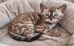 Bengal cats for sale: TICA Registered Bengal Kittens–Ready Nov 2025 🐾 - Image 33