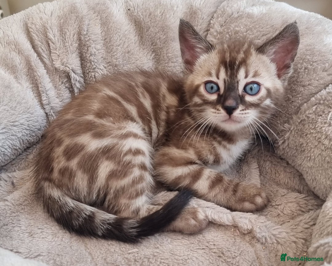 Bengal cats for sale: TICA Registered Bengal Kittens–Ready Nov 2025 🐾 - Image 33