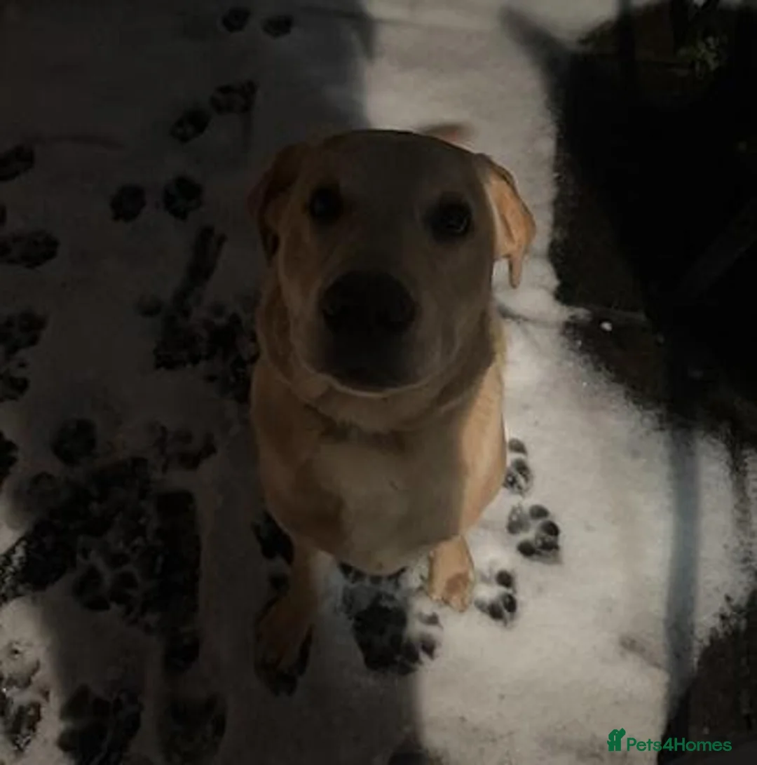 Labrador Retriever dogs for sale: Lovely boy needs rehoming asap in Edinburgh - Advert 5