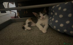Mixed Breed cats for sale: Female little girl looking for a new home.  - Image 5