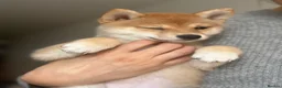 Japanese Shiba Inu dogs for sale: 👑 Japanese Championship Bloodline Mame Shiba - Advert 4