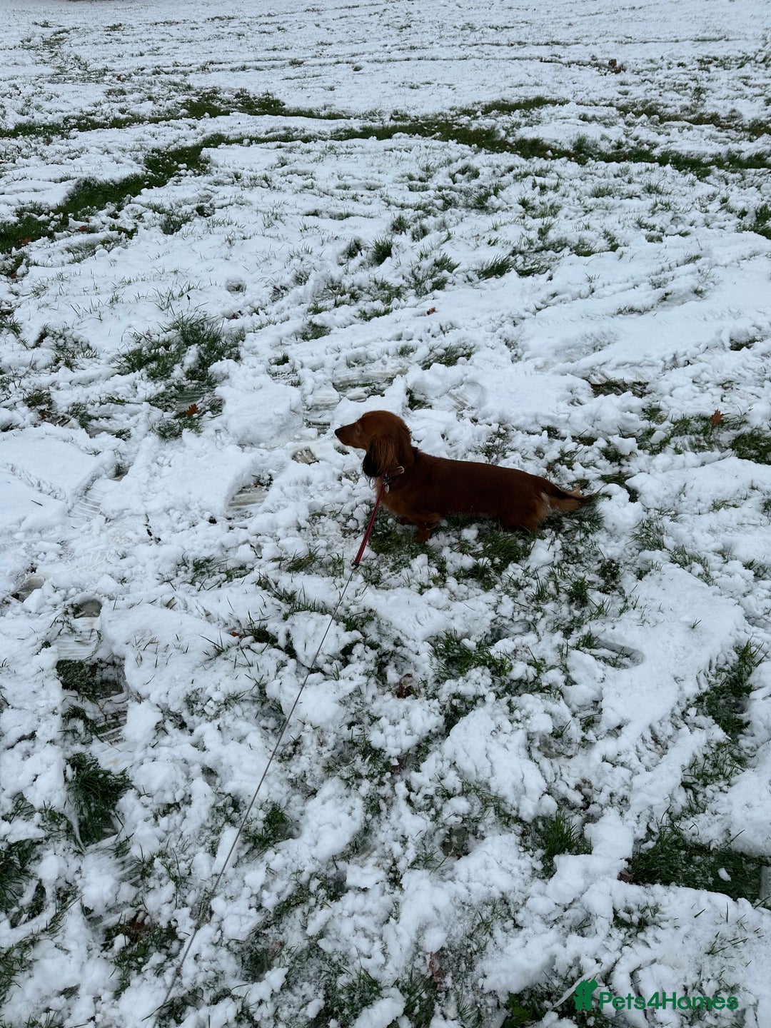 Miniature Dachshund dogs for sale: Gorgeous cheeky Cooper - Advert 5