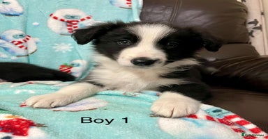 Border Collie dogs - Advert 14