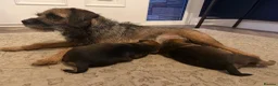 Border Terrier dogs for sale: 2 x Bitches  in Antrim - Advert 16