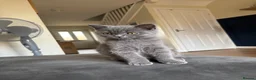 British Shorthair cats for sale: 2 Adult Cats / 1 kitten for sale - Advert 6