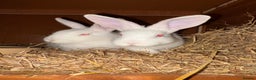 New Zealand rabbits for sale: Pair of New Zealand white females  - Advert 1