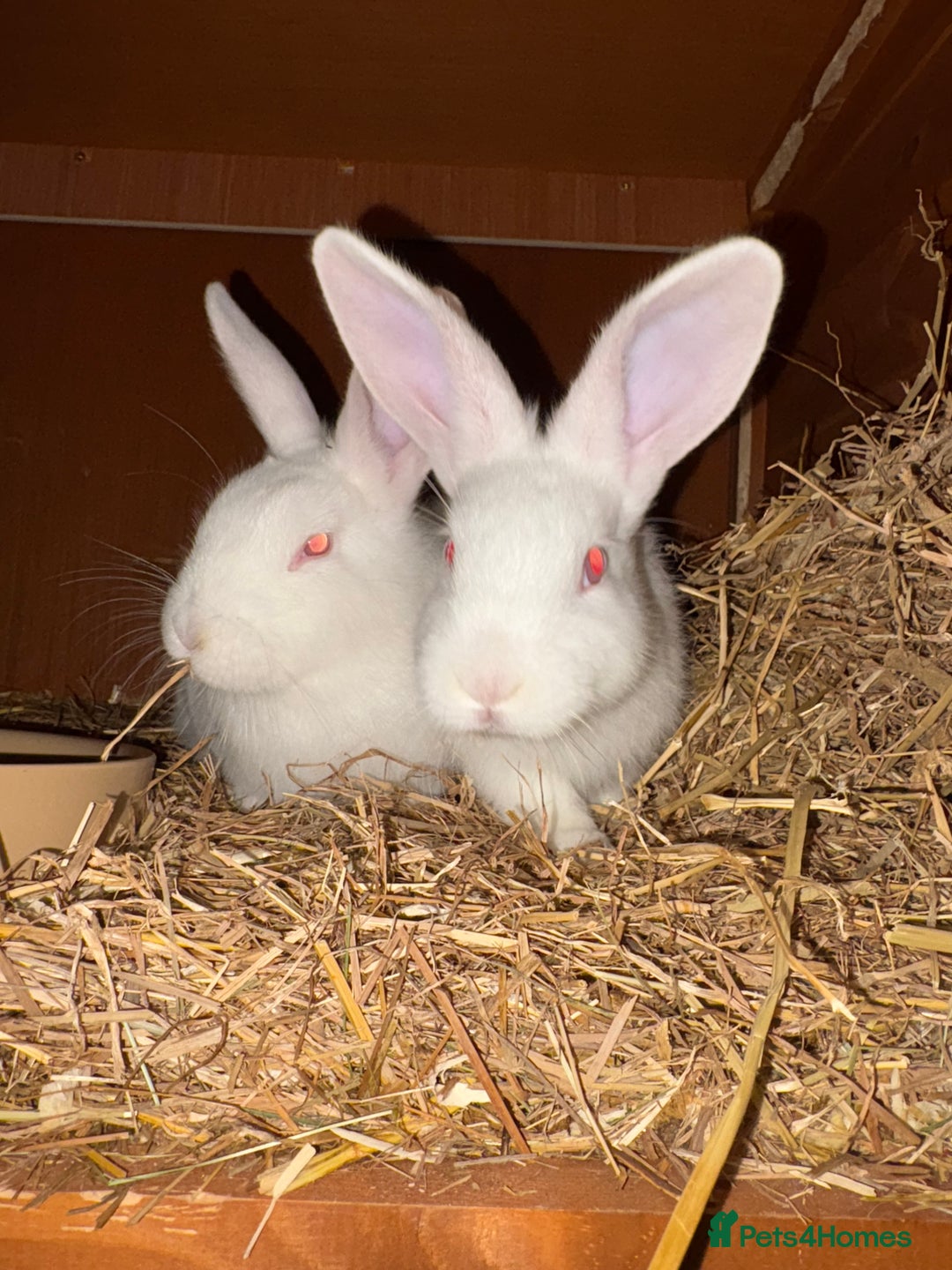 New Zealand rabbits for sale: Pair of New Zealand white females  - Advert 1