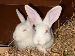 New Zealand rabbits Pair of New Zealand white females - Advert 3