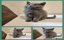 British Shorthair cats for sale: 2 beautiful boys ready now - Image 2