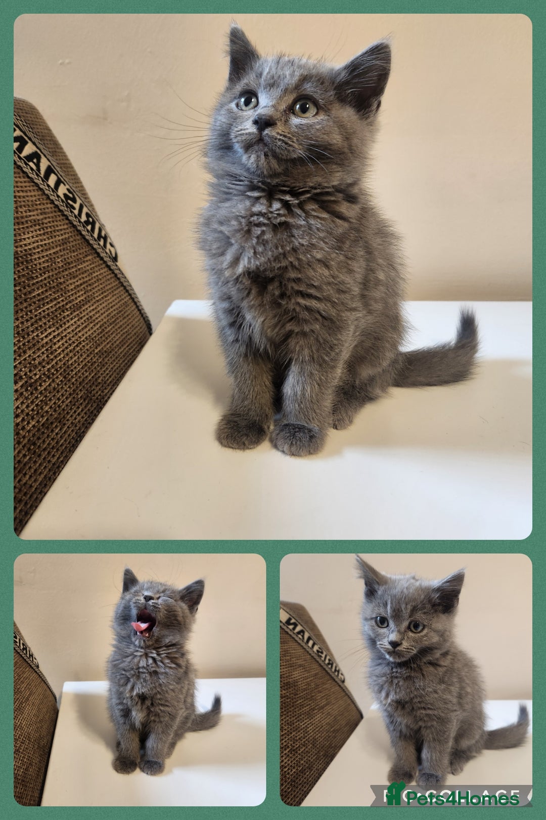 British Shorthair cats for sale: 2 beautiful boys ready now - Image 2