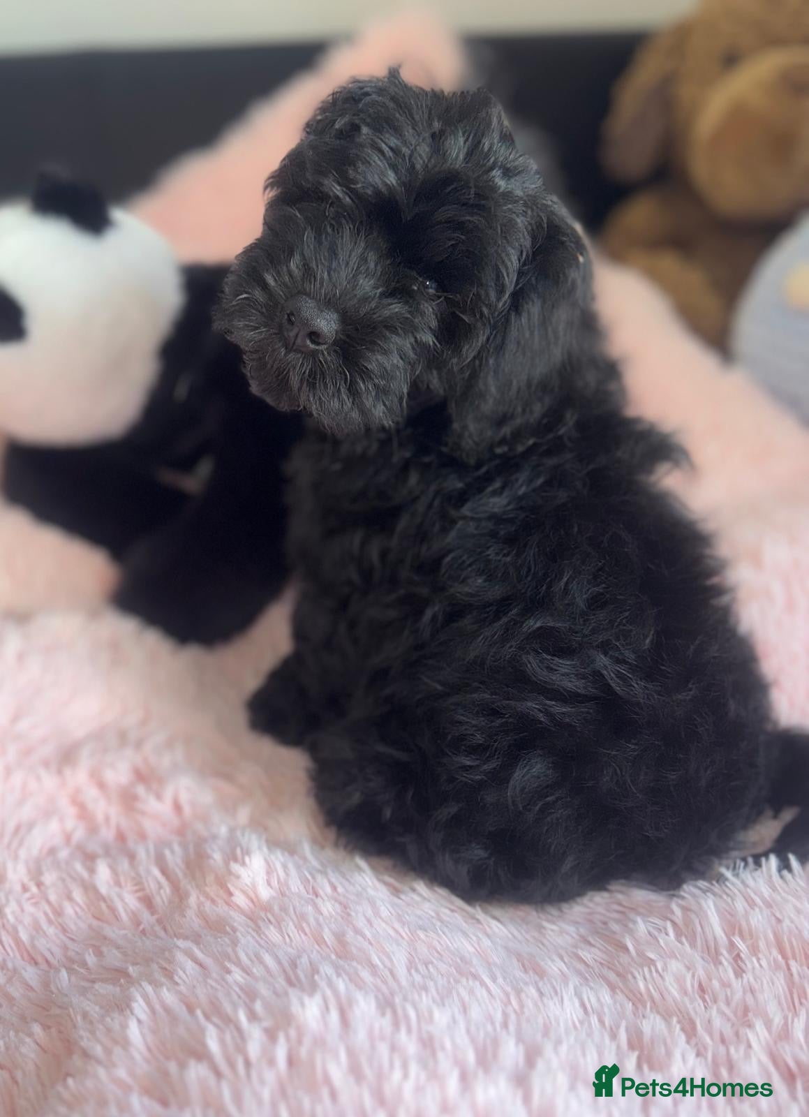 Cavapoo dogs F1 Cavapoos  - Advert 2